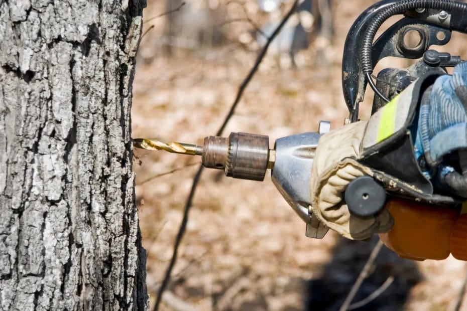 Will Drilling Into A Tree Kill It?