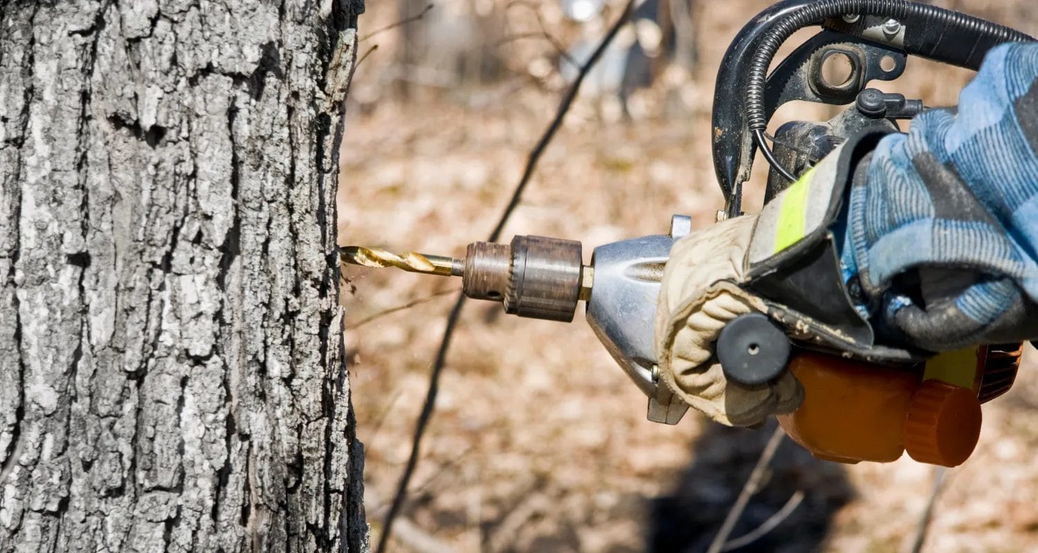 Will Drilling Into A Tree Kill It?
