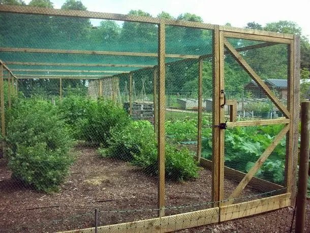 How To Build A Fruit Cage
